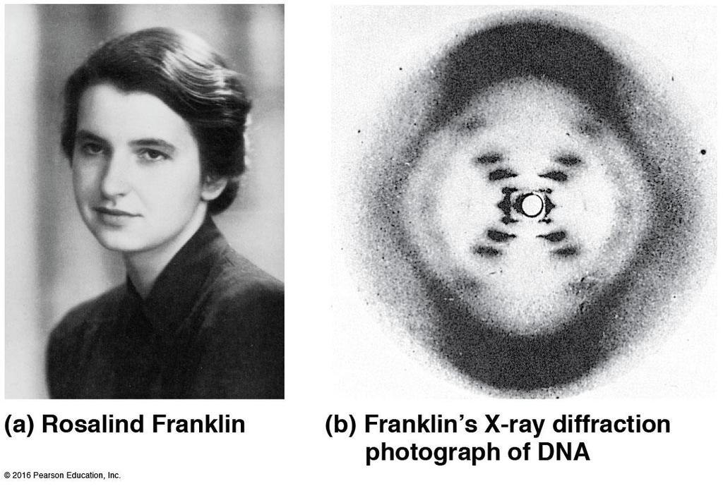 Rosalind Franklin (1950 s) Worked with Maurice Wilkins X-ray