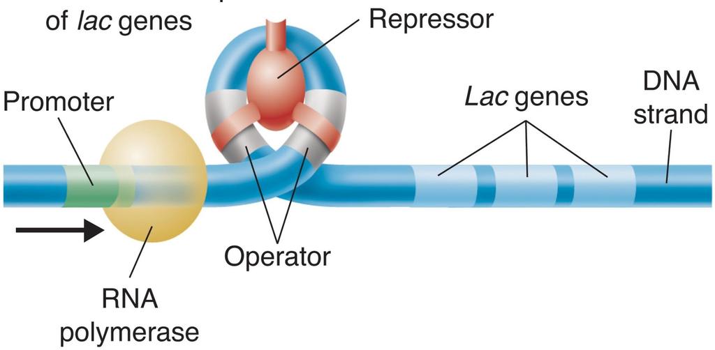 Gene Regulation: An Example When the lac repressor binds