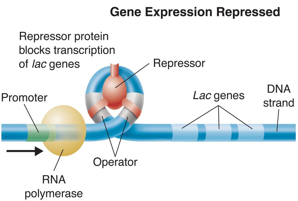 Gene Regulation: An Example When lactose is
