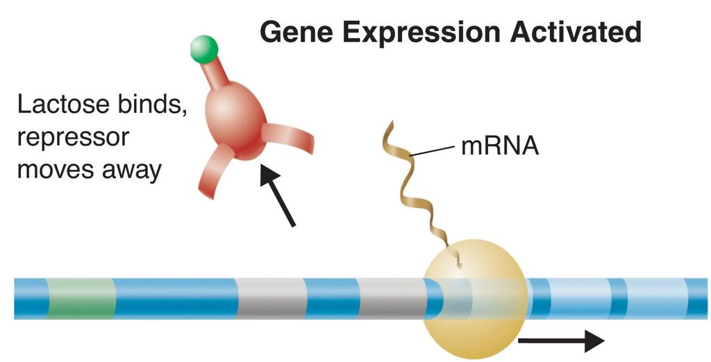 Gene Regulation: An Example The repressor protein changes shape and