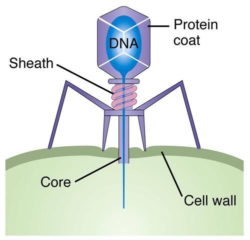RNA core and a protein coat.