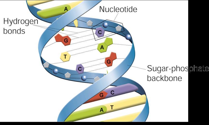 12 1 DNA DNA Double Helix The
