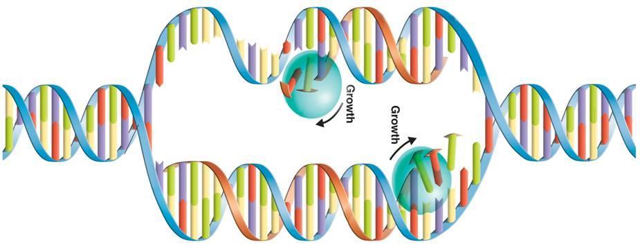DNA Replication New Strand Original strand Nitrogen Bases Growth