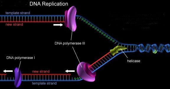 DNA Replication How Replication Occurs DNA replication is carried out by enzymes that unzip a