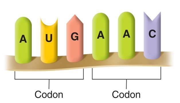 A codon consists of three consecutive nucleotides on mrna