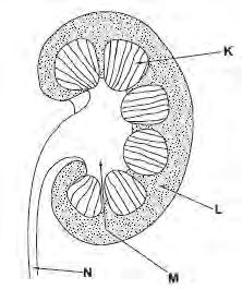 GCSE BIOLOGY Sample Assessment Materials 84 5. The diagram shows a section through a human kidney. (a) Which letters (K N) show the: [3] (i) cortex... (ii) medulla... (iii) pelvis.
