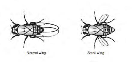GCSE BIOLOGY Sample Assessment Materials 86 7. In fruit flies, the normal wing allele (N) is dominant to the small wing allele (n).
