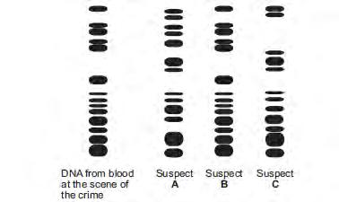 GCSE BIOLOGY Sample Assessment Materials 88 (c) In the 1980s, Professor Alec Jeffreys showed how genetic profiles could be used to identify crime suspects.