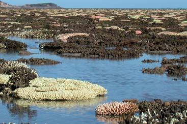 Temp increase Nature seriously threatened 1 2 3 4 5 Coral: bleaching already