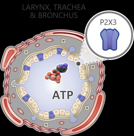 P2X3 and P2X2/3 Roles in Cough and Taste ATP-gated ion channels