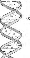 ... (4) (Total 11 marks) Q5.The diagram shows part of a DNA molecule. (a) (i) In which part of an animal cell is DNA found? (ii) Complete the following sentence.