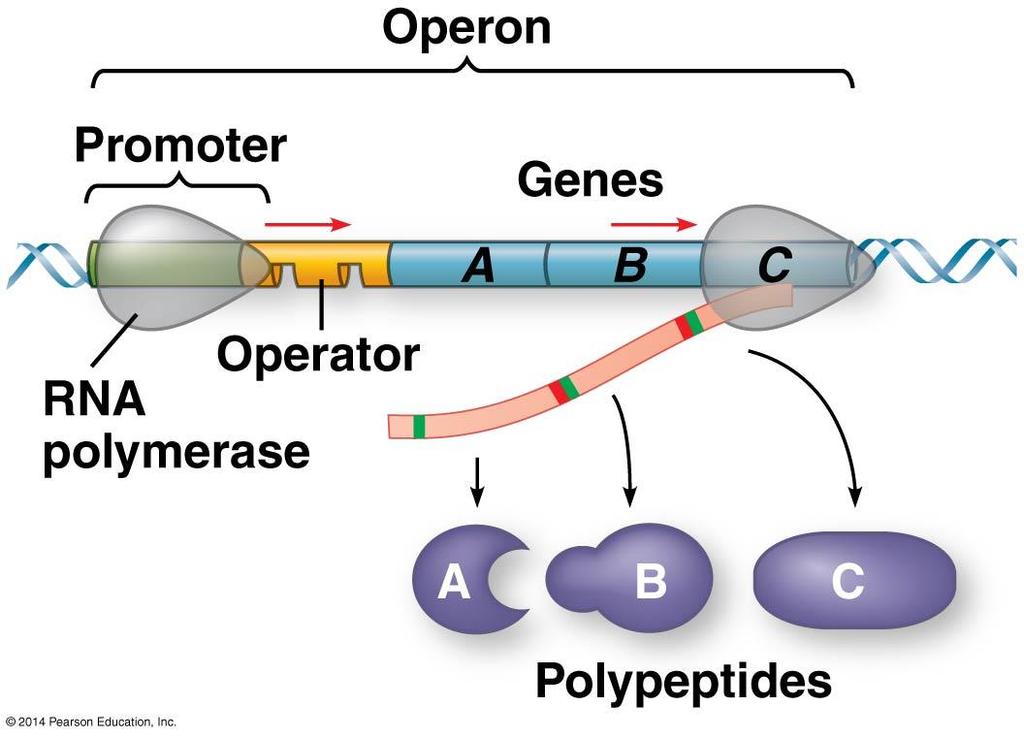 OPERONS: Gene regulation is often carried out at the level of transcription This generally involves transcription factors that control the binding of RNA Polymerase to the