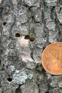 Insect Signs A B Exit hole: As a new adult exits the tree, it chews a D-shaped hole in the bark (A).