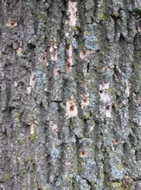 Other signs A B C When a tree is infested, birds and other animals can damage