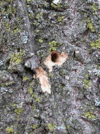 Various species of woodpeckers feed on emerald ash borer and produce holes in