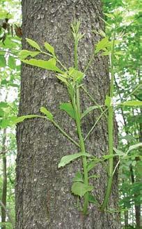 Tree Symptoms A B Epicormic shoots: These shoots are also called suckers,
