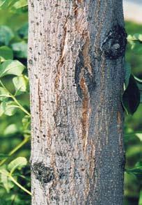 Tree Symptoms A B C Bark deformities: Vertical splits or cracks in the