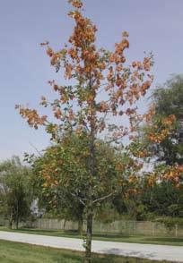 Tree Symptoms A B Yellow foliage, dead branches, and thin tree crowns:
