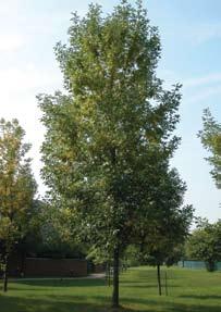 A B C Tree 1: This tree was first inspected on 16 June 2003 (A) and showed no