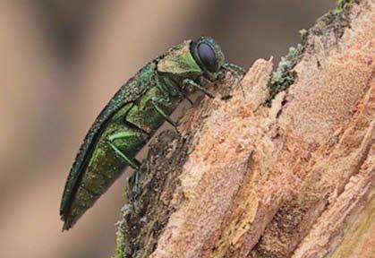 INSECT LIFE STAGES The emerald ash borer has four life stages: adult, egg, larva and pupa. Adult The adult beetle has a shiny emerald or coppery green-coloured body.