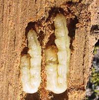 As the larva grows, it moults four times. At the end of the fourth moult, before becoming a pupa, the larva is J-shaped and has a slightly thicker and shorter body.