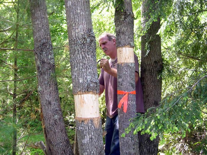 EAB management Project management experience EAB Task Force to be operating by July 1, 2015 Authorization for Township forester to stand up EAB buffer warning systems Estimation of costs Use of