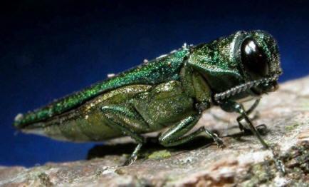 Understanding the Emerald Ash Borer Invasion History EAB, an invasive beetle that destroys ash trees Emerald Ash Borer is widespread The emerald ash borer has killed more than 40 million ash trees in