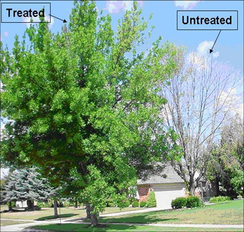 Understanding the Emerald Ash Borer Invasion Why Should We Care?