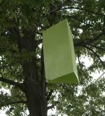 Photos: EAB Trap and installation within Ash tree Monitoring and assessment must also include a discussion on the strategy for managing trees on private property. 5.