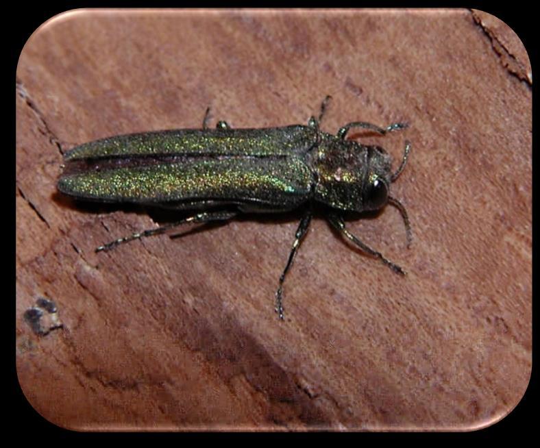 Emerald Ash Borer History & Background The Emerald Ash Borer (Agrilus planipennis) is a nonnative invasive wood boring beetle that feeds on all true ash trees (Fraxinus spp) in North America.