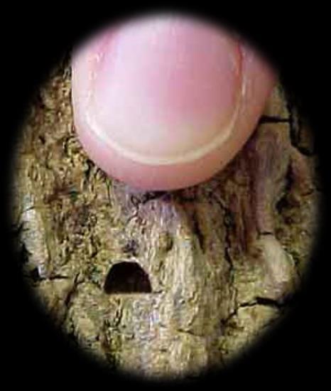 Eggs hatch in 1-2 weeks, and the tiny larvae bore through the bark and into the cambium - the area between the bark and wood where nutrient levels are high.