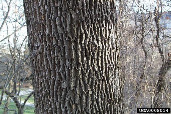 Figure 4 a,b,c: Ash Leaves, Bark, & Twig It is important to remember that since EAB is a wood-boring insect and spends most of