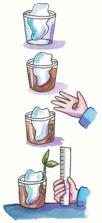 Watch Your Beanstalk Grow Wet a paper towel and place it inside a plastic cup. Fill the cup with dirt. Put a lima bean between the edge of the cup and the paper towel.