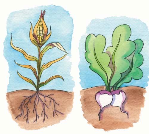 Where s the Crop? Plant tops grow above the ground. Plant bottoms grow below the ground. The part of the plant we eat is called the crop.