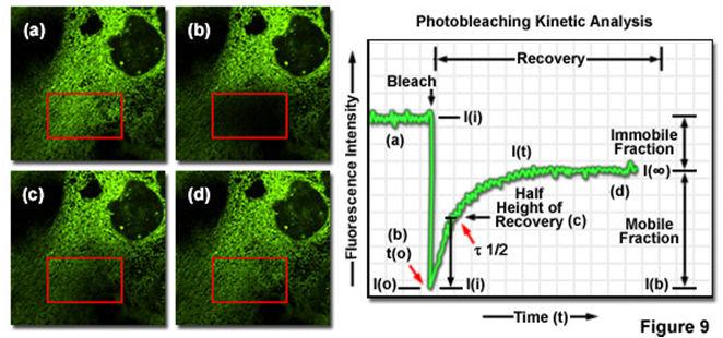 fluorecence recovery after photobleaching BLEACHING: laer NON diadvantage
