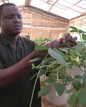 What will Maruca-resistant cowpea seed cost? The price for seed is generally based on the level of demand for the seed.