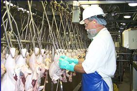 sanitation standard operating procedures (SOP) or other prerequisite programs Modernization of Poultry Slaughter Inspection (NPIS) On January 27, 2012, FSIS published a