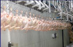Visible fecal contamination would need to be removed before the carcass is presented to the CI.