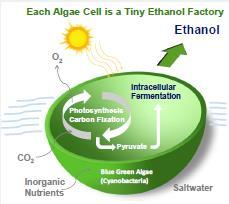 Algae for producing ethanol: RIL partner Algenol 19 Three core components of