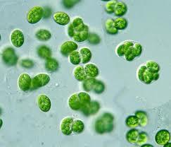 Algae oil Agri-residue to kerosene Jatropha to bio-diesel Algae to bio-crude