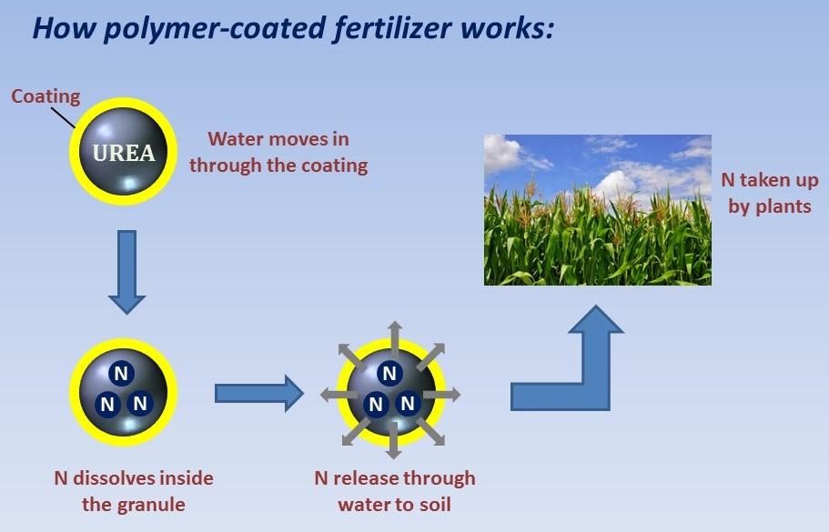 EEFs: how urease and nitrification inhibitors work in soil.