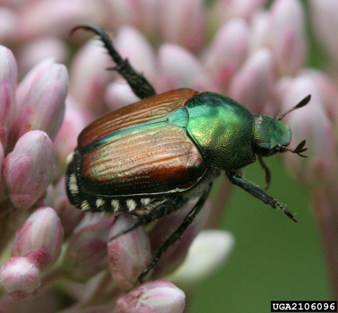 Introduction to Japanese Beetle JAPANESE BEETLE, Popillia japonica Newman (Coleoptera: Scarabaeidae), is an introduced pest originating from Japan and has been present in Iowa since 1994.