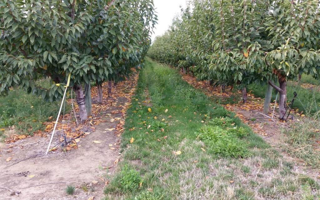 Modern Orchard Positive Limited competition Good water distribution No rodent habitat Most tree roots Maintenance of a weed free strip results in lowest