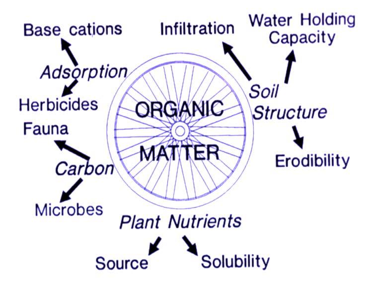 Soil Organic Matter Key to Soil quality Based on carbon Affects: physical chemical biological