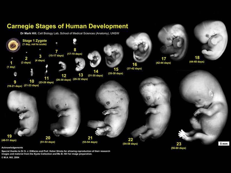 ANAT2341 Embryology