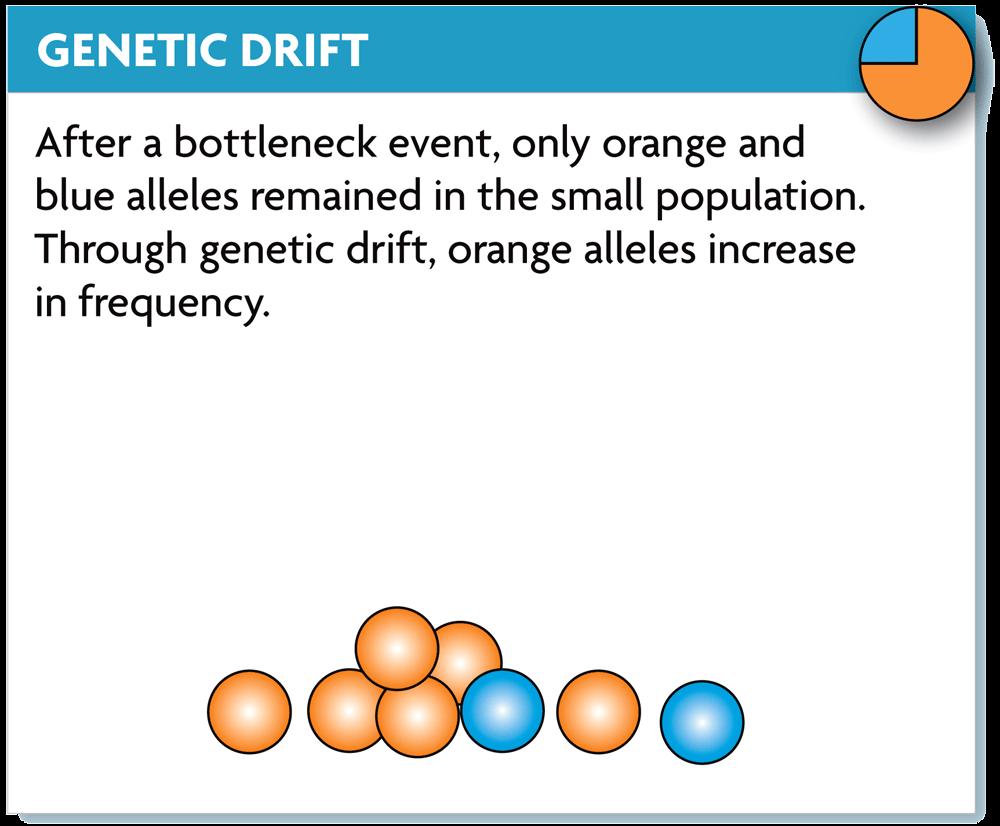 Genetic drift changes allele