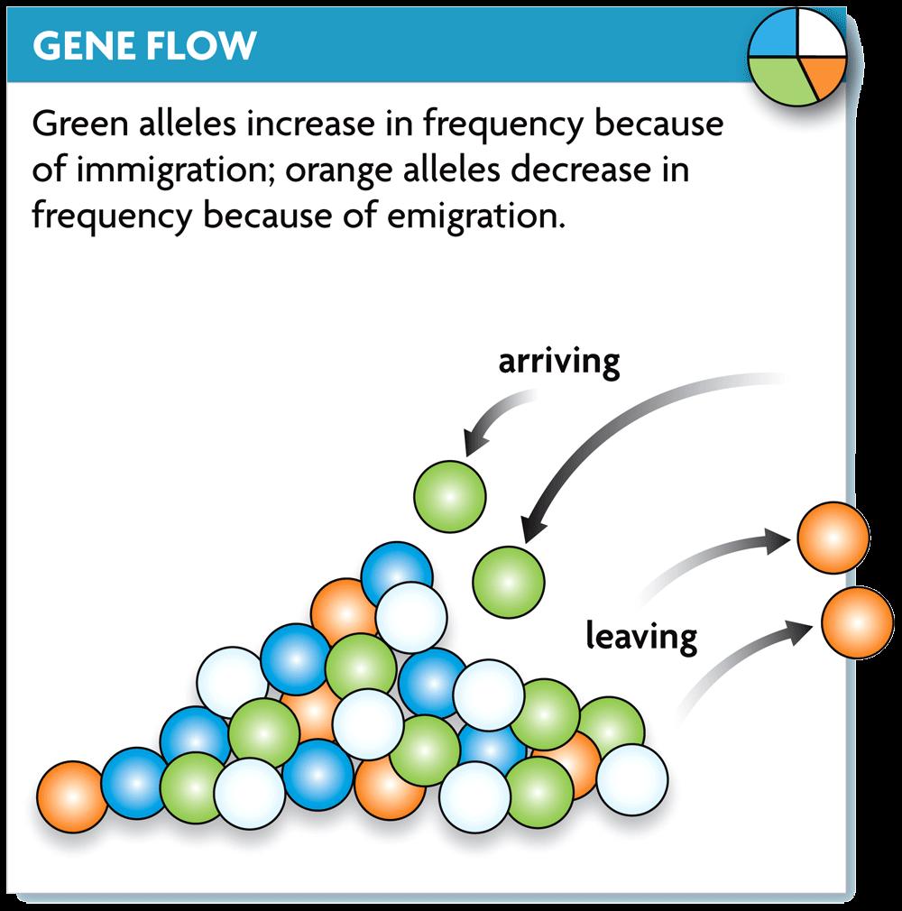 Gene flow moves alleles