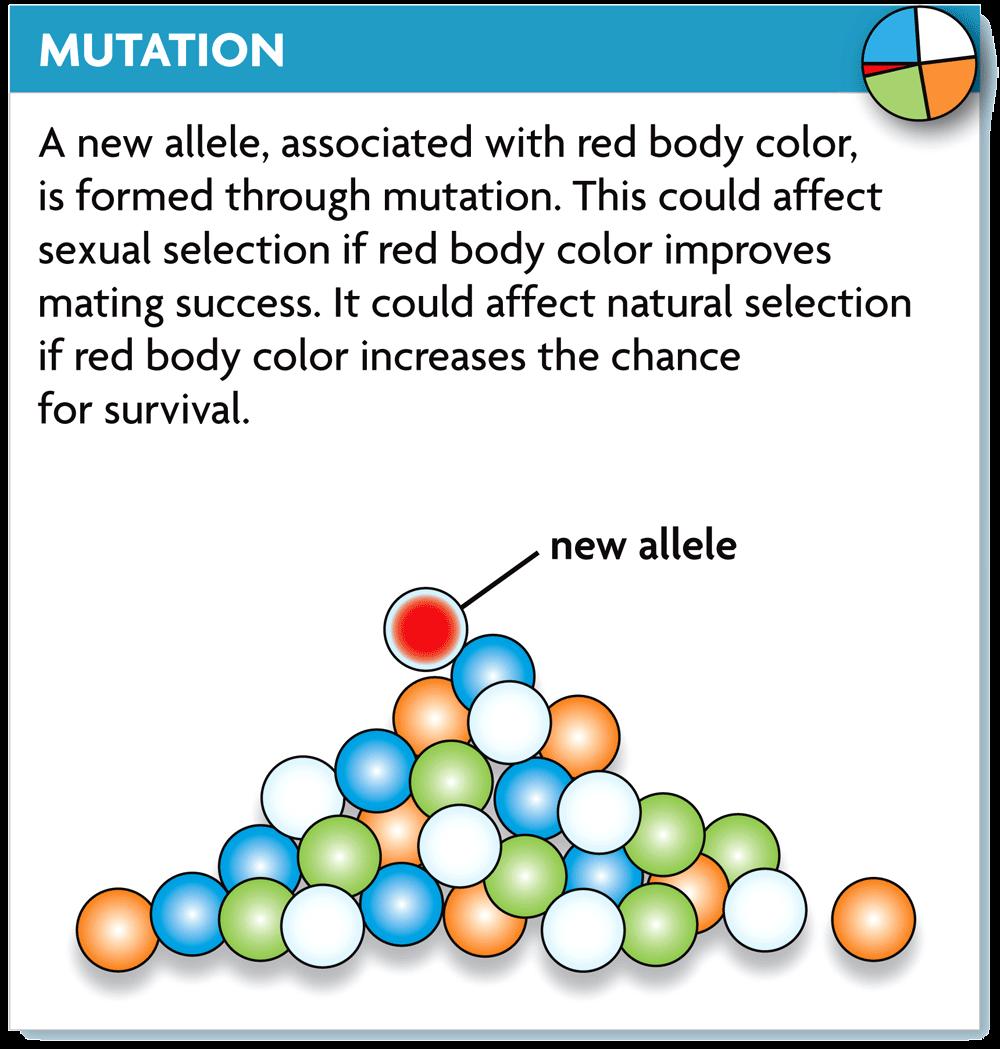 Mutations produce the genetic
