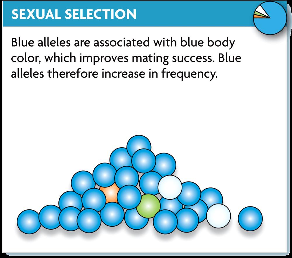 Sexual selection selects for