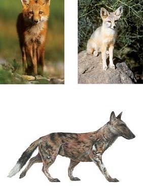 Divergent evolution describes evolution toward different traits in closely related species.